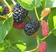 Puspita Nursery Mulberry Plant – High-Yield & Easy to Grow for Sweet Berries